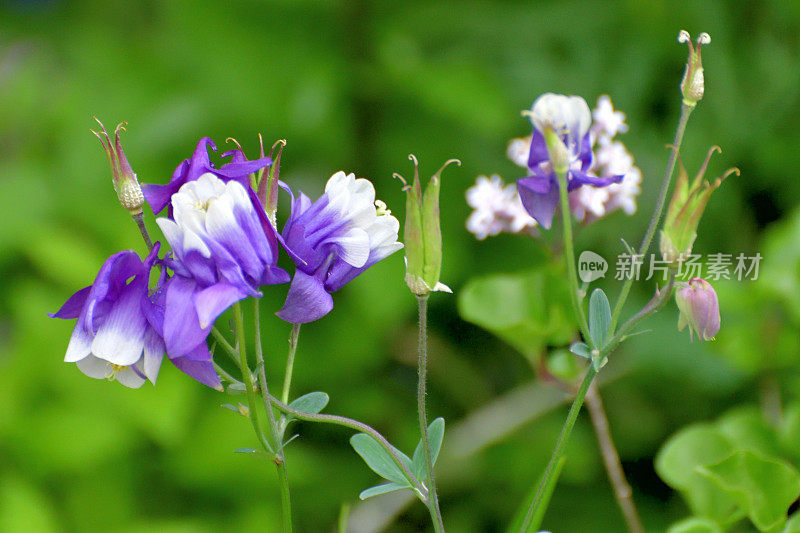 水仙花/耧斗菜花